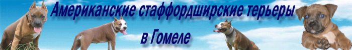 Gomel-staff - Гомельский сайт об американских стаффордширских терьерах.