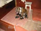 photo20_small.jpg