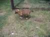 pict0187_small.jpg